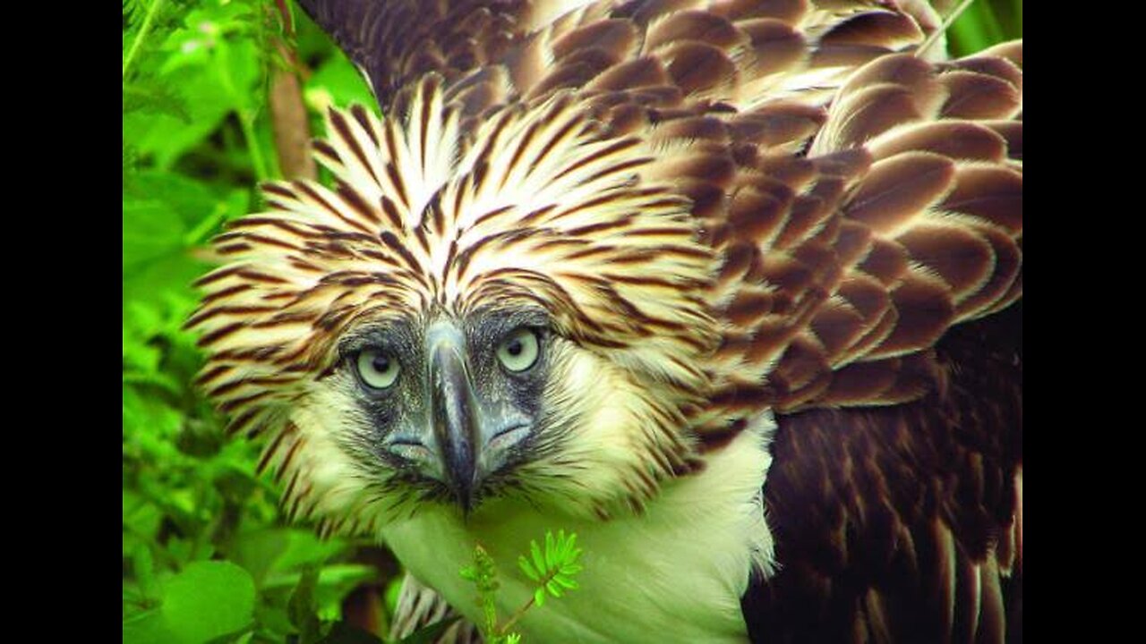 The Philippine Eagle: The Majestic Monkey-Eater of the Sky