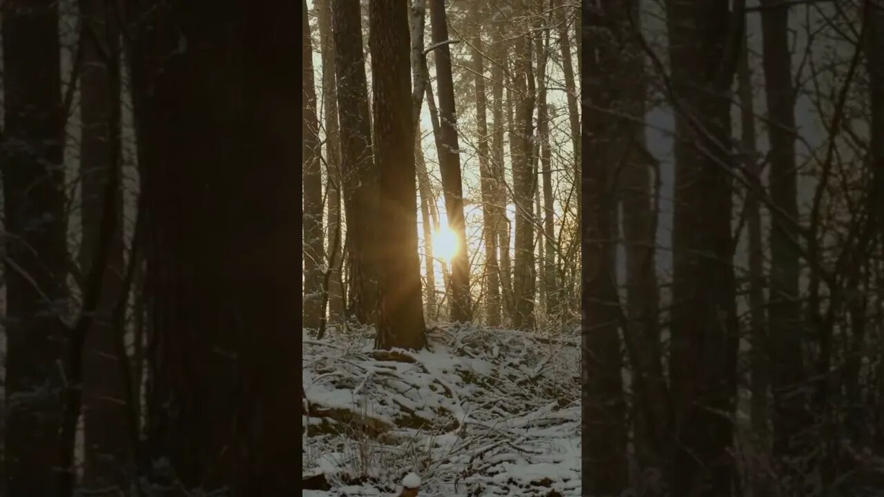 Snow forest sunset in winter #shorts