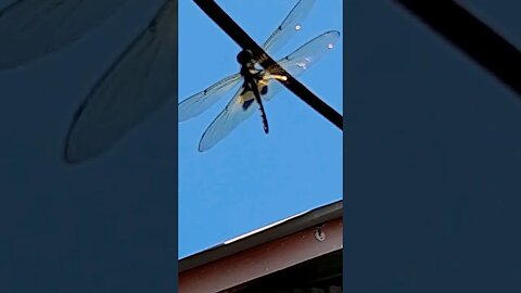 First time I catch video of a Dragon Fly in Philippines #shorts #dragonfly #philippines