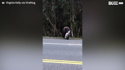 Urso atravessa a rua com salmão na boca 1