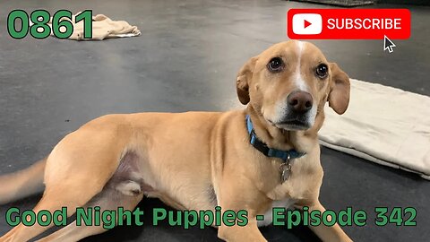 [0861] GOOD NIGHT PUPPIES - EPISODE 342 [#dogs #doggos #doggos #puppies #dogdaycare]