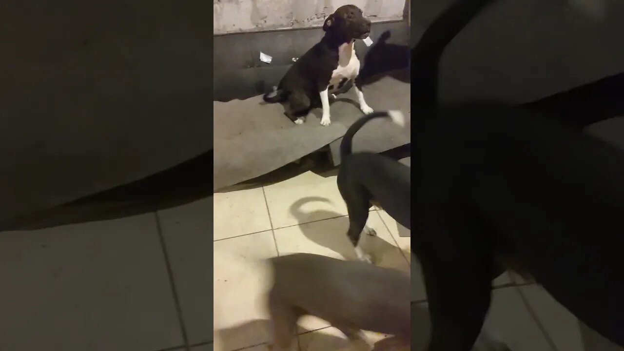 Happy Howladays