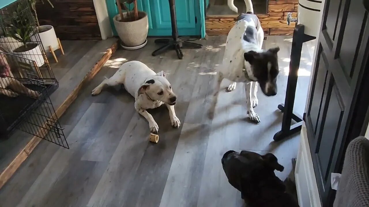 Why Do We Reward & Praise Dogs for Good Behavior?