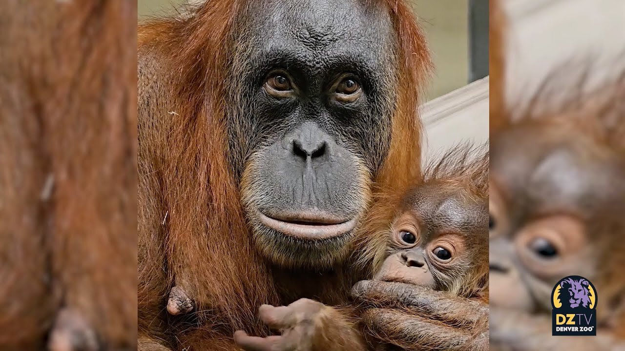 Meet Siska the Baby Sumatran Orangutan! 🦧 🧡