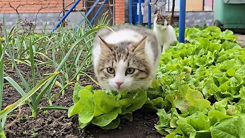 Cat Pouncing on Camera