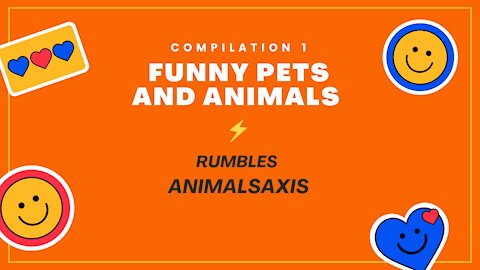 Funny Pets And Animals - Compilation 1
