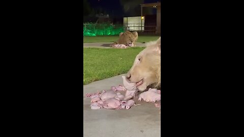 lion eating his food look so close