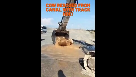 Cow rescued using track hoe