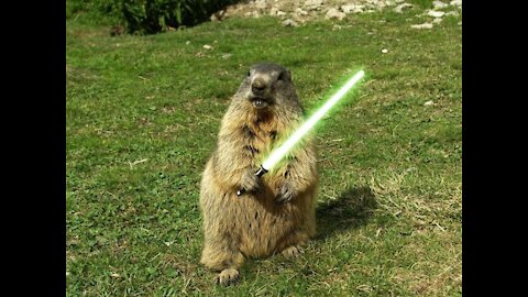 Funny Marmot !!!