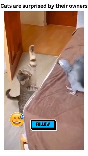 When your cat is full of surprises 🐾😄 #CatLife" "POV: Your cat is the drama! 😂🐱