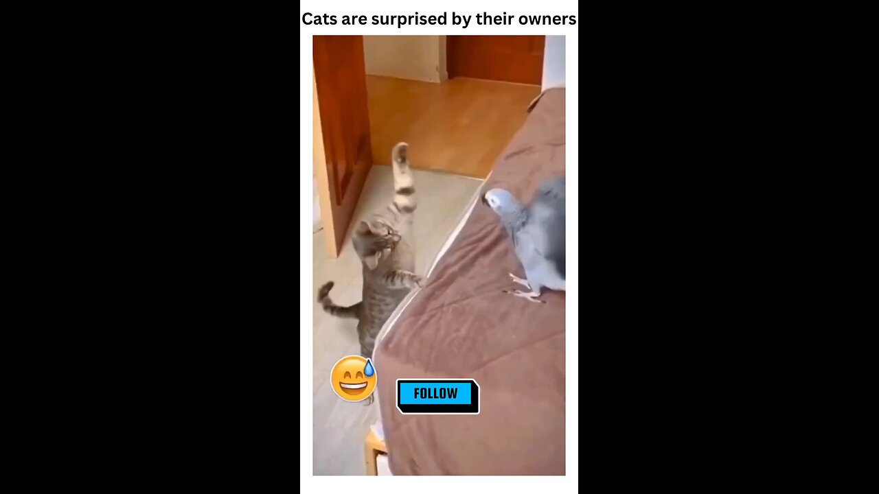 When your cat is full of surprises 🐾😄 #CatLife" "POV: Your cat is the drama! 😂🐱