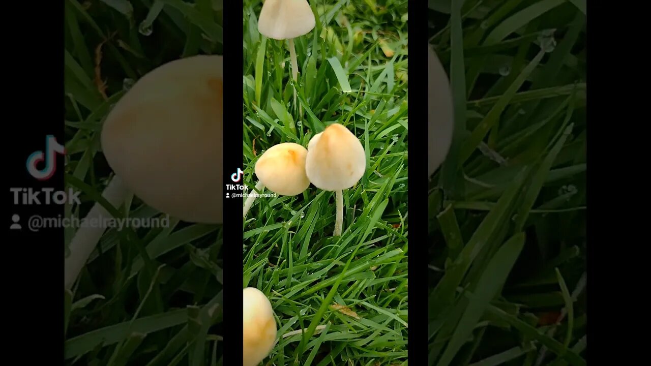 🍄 the Mushrooms are growing #shorts