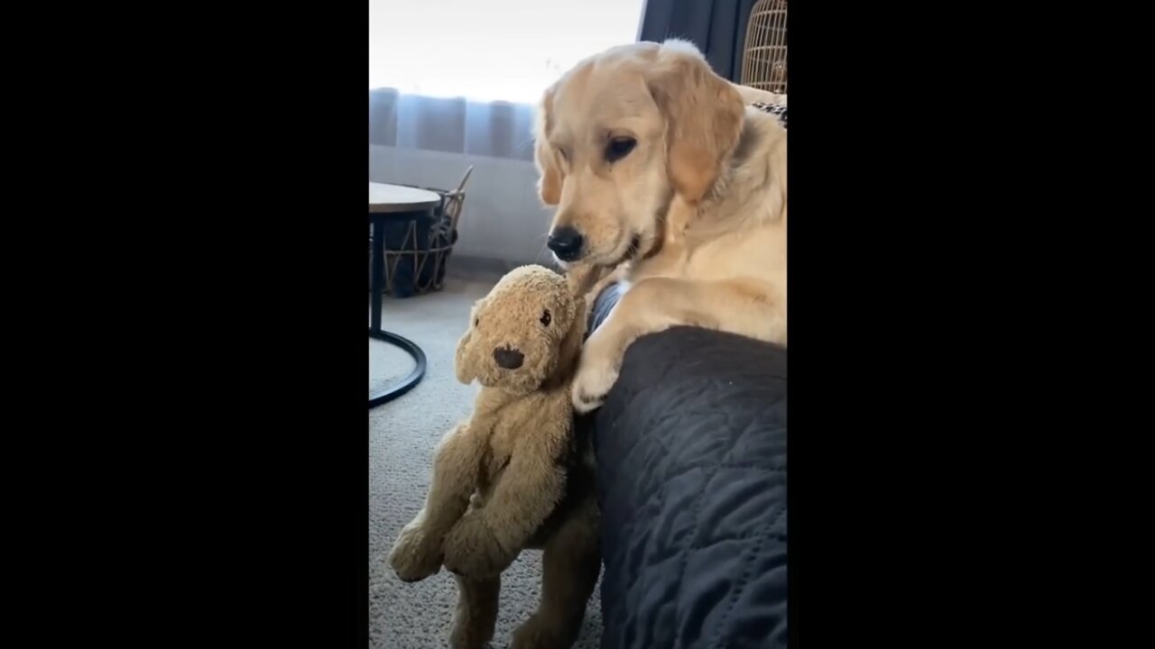 Most viral animal funniest video 🤣🤣🤣