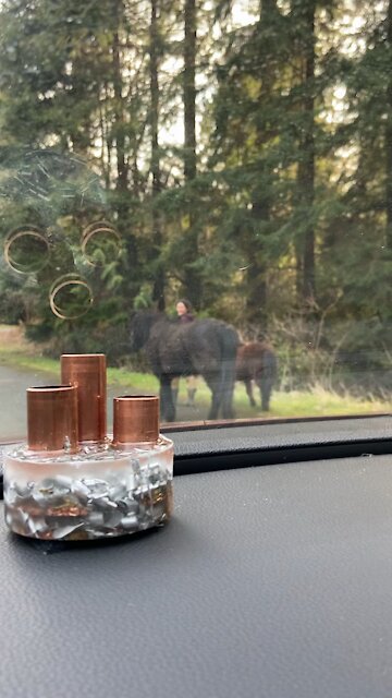 Miniature pony sighting in Woodinville, Washington