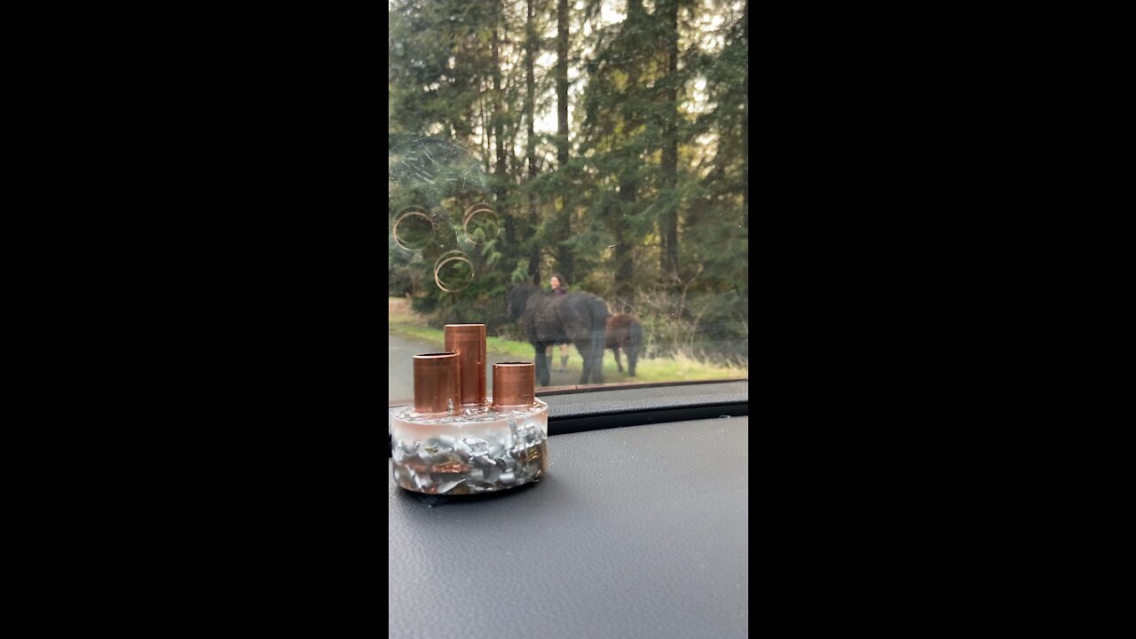 Miniature pony sighting in Woodinville, Washington