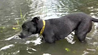 Pitbull Puppy Plays With Goats - #TheBubbaArmy Vlog