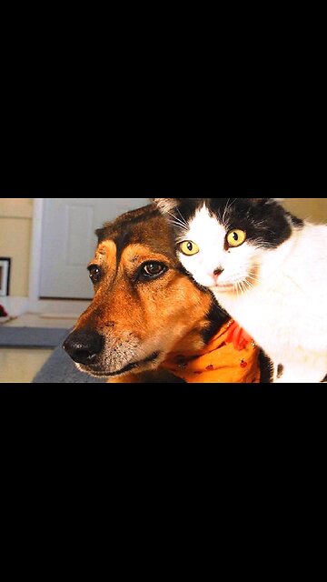 funny animal😽cute cat and dog‼️one minute