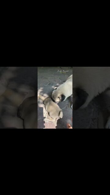 The dog that was abandoned today has given birth to 8 lovely puppies