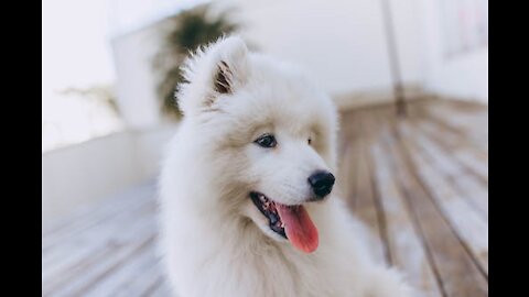 White Dog Playing in the Meadow