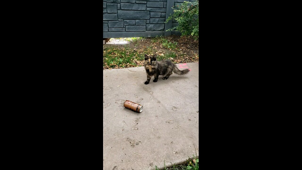 Calico Yo