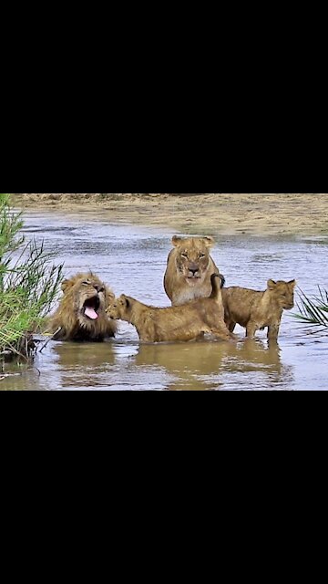 Lion with its child what's app status video 👌🥰