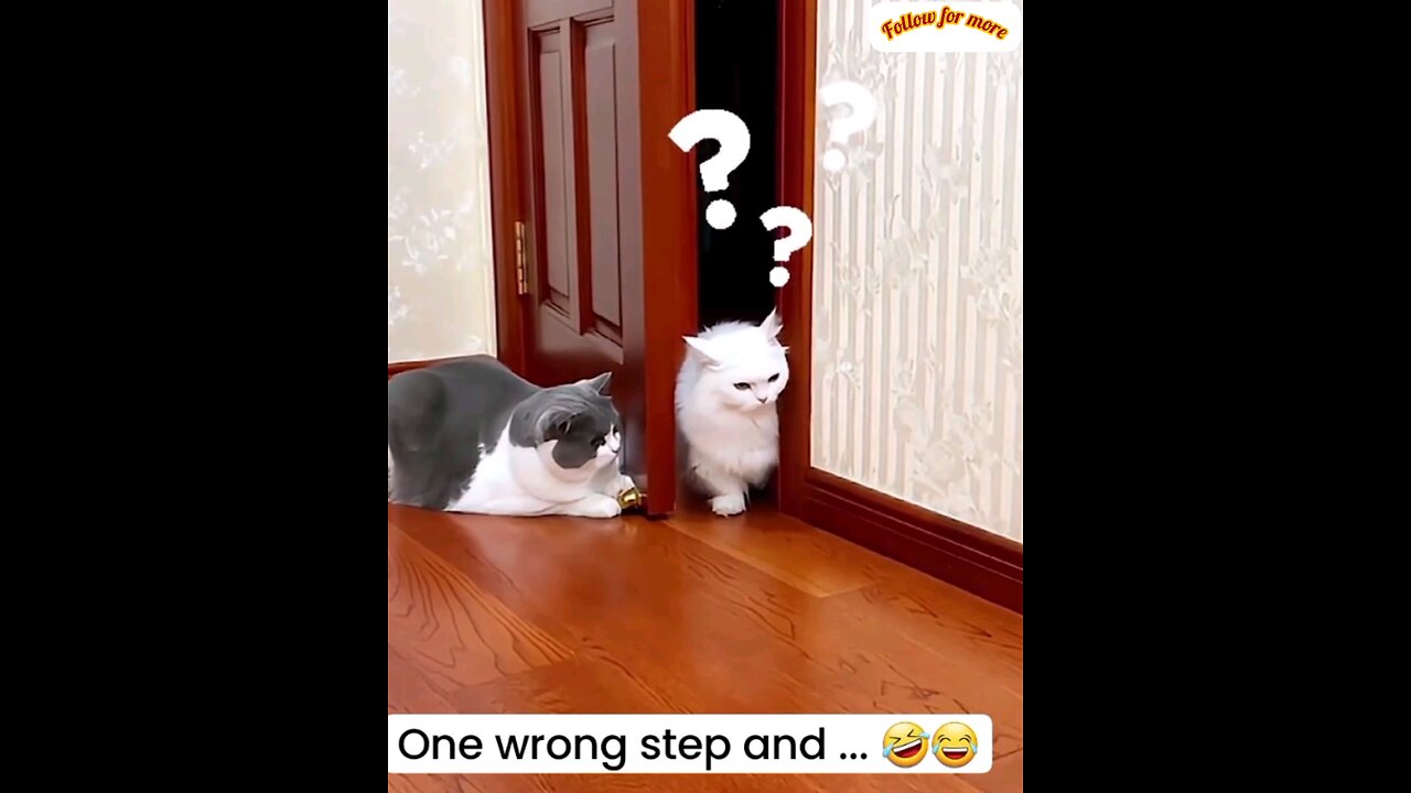 The cat was completely scared and kept his own😂😂intresting video