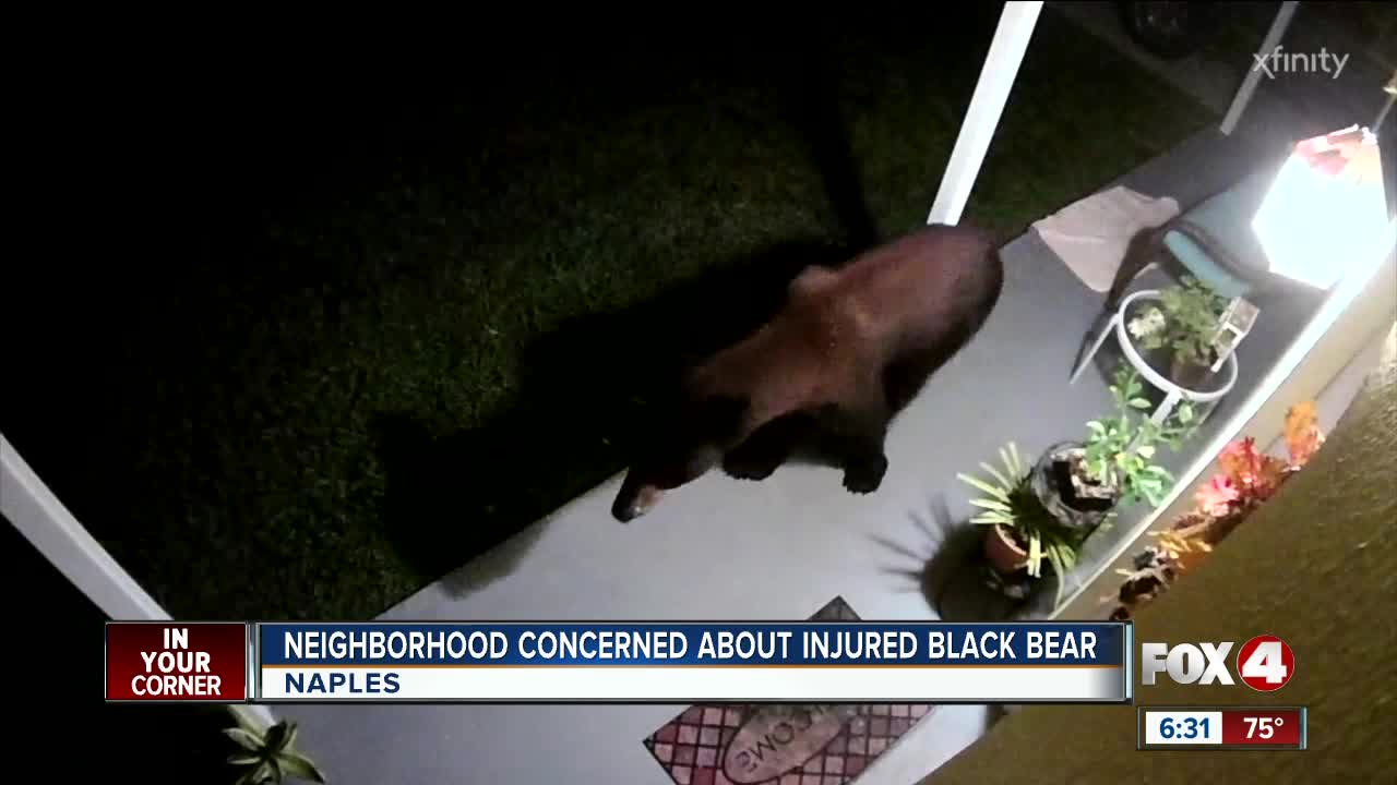 Injured black bear continues to roam Naples neighborhood