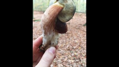 Magical Mushroom Twins 🍄😋 Bay boletes