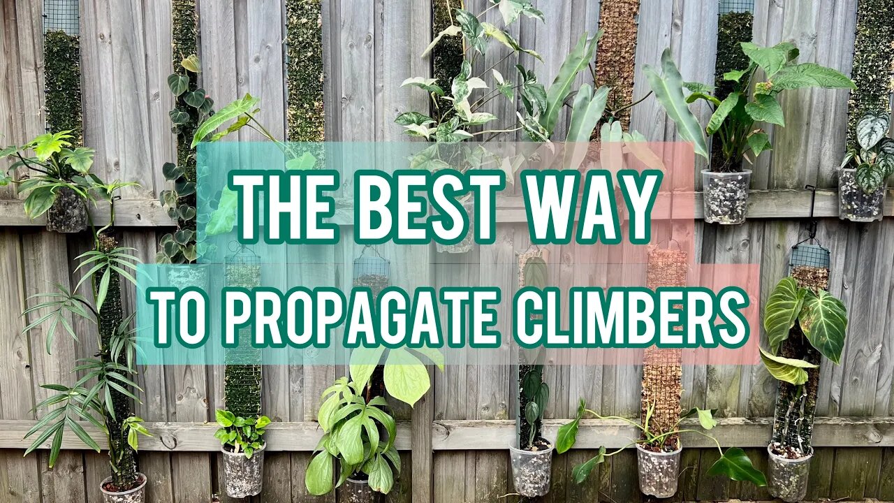 I TURNED ONE CUTTING INTO 13 PLANTS - Using Grow Vertical to propagate climbing plants