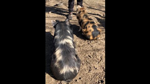 Vlog #99 Thanksgiving Week on the Farm