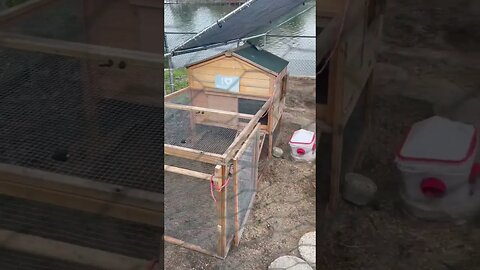 Bonus Holiday Chicken Coop! #chicken #chickencoop #chickenwings #shorts