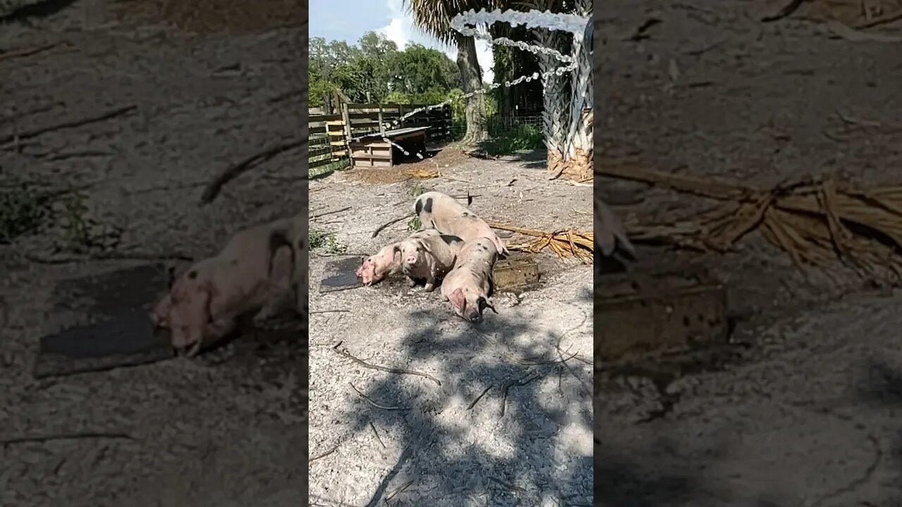 Pigs playing in the โrainโ during a hot summer day! ๐ โ๏ธ #pigs #farming