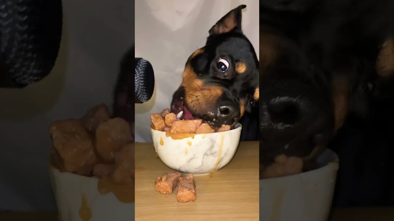 VIRAL PUPPY ASMR #shorts #short #asmr #viral #like