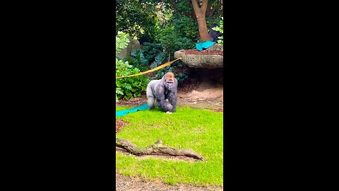 Big silverback enjoying his lunch