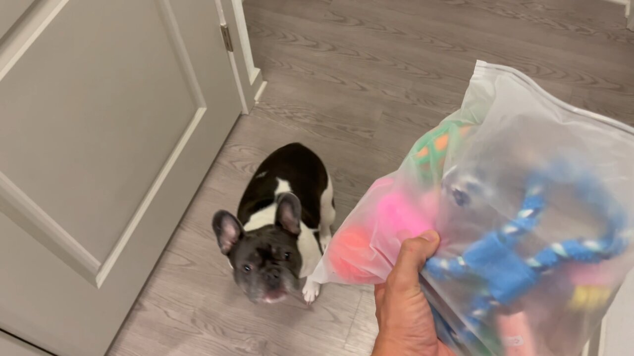 Juice gets bag of toys!