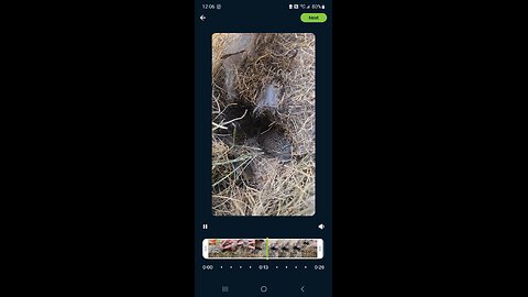 Rabbits Nest in open yard