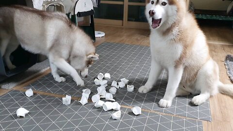 Huskies on the nosewalk. Who will take the snack first?