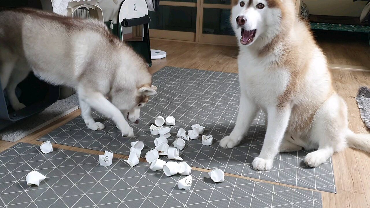 Huskies on the nosewalk. Who will take the snack first?