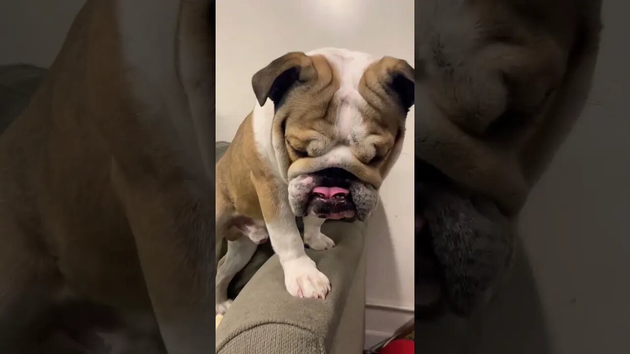 Why That Face? 😝 #bulldog