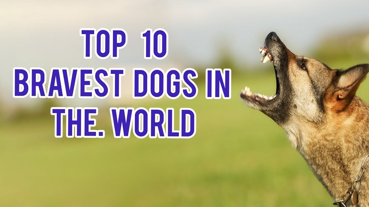 Bravest dogs: top ten bravest dogs in the world