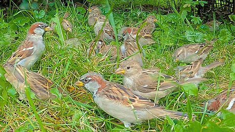 House Sparrows Frolic on Green Grass Under a Bush