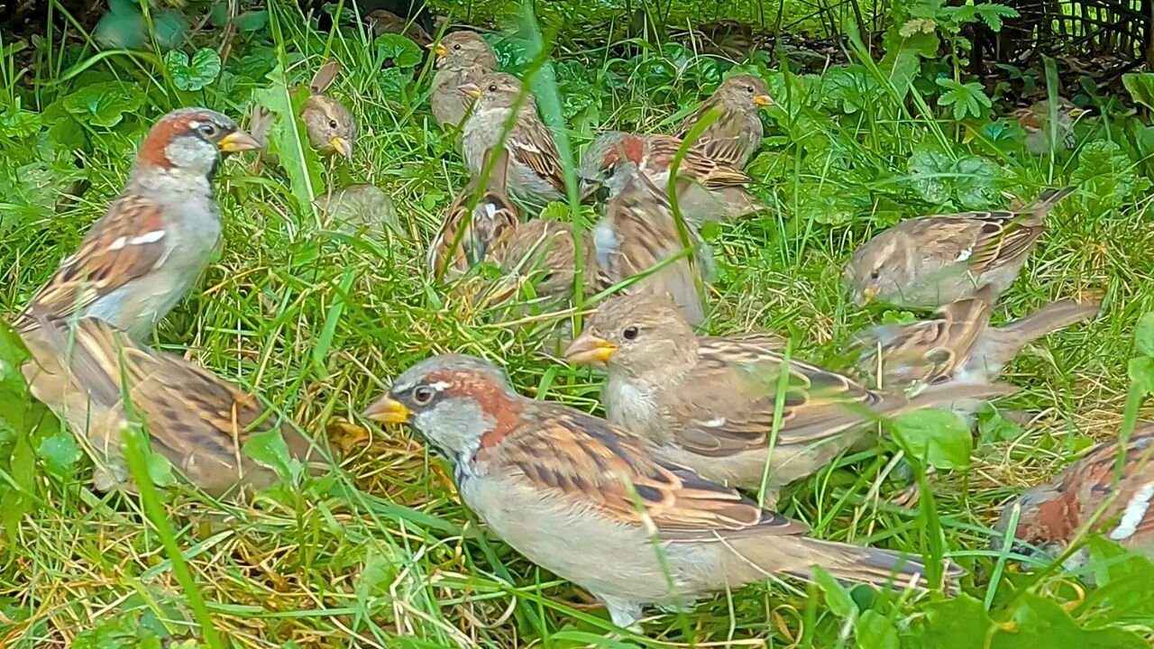 House Sparrows Frolic on Green Grass Under a Bush