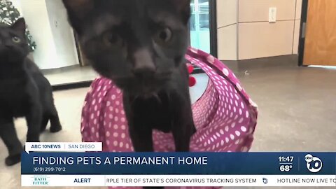 Pets of the Week: Beetle and Juice