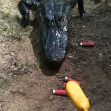 Crazy Guy Feeds Corndog To Giant Alligator