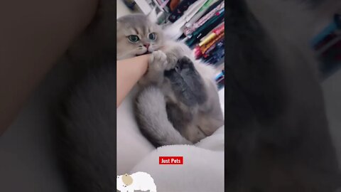 Adorable #cute #tiktok #funnyanimals #funnyvideos #cat #viral