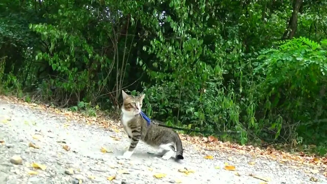 Cat Strolls through the Forest