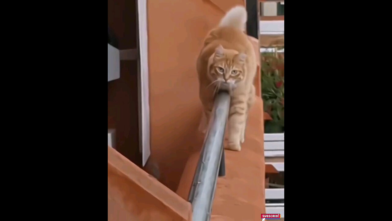 very funny cat🤣🤣 trending video