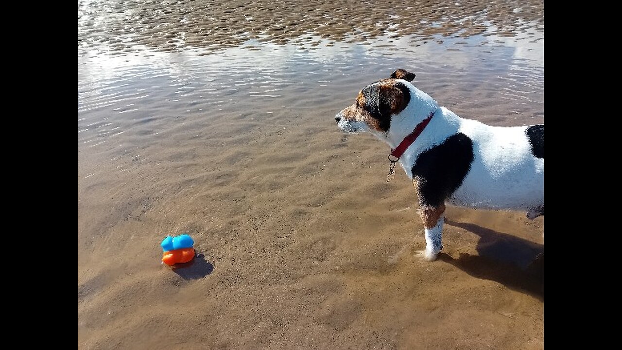 Jack Russell Terrier Though He Could Escape!!