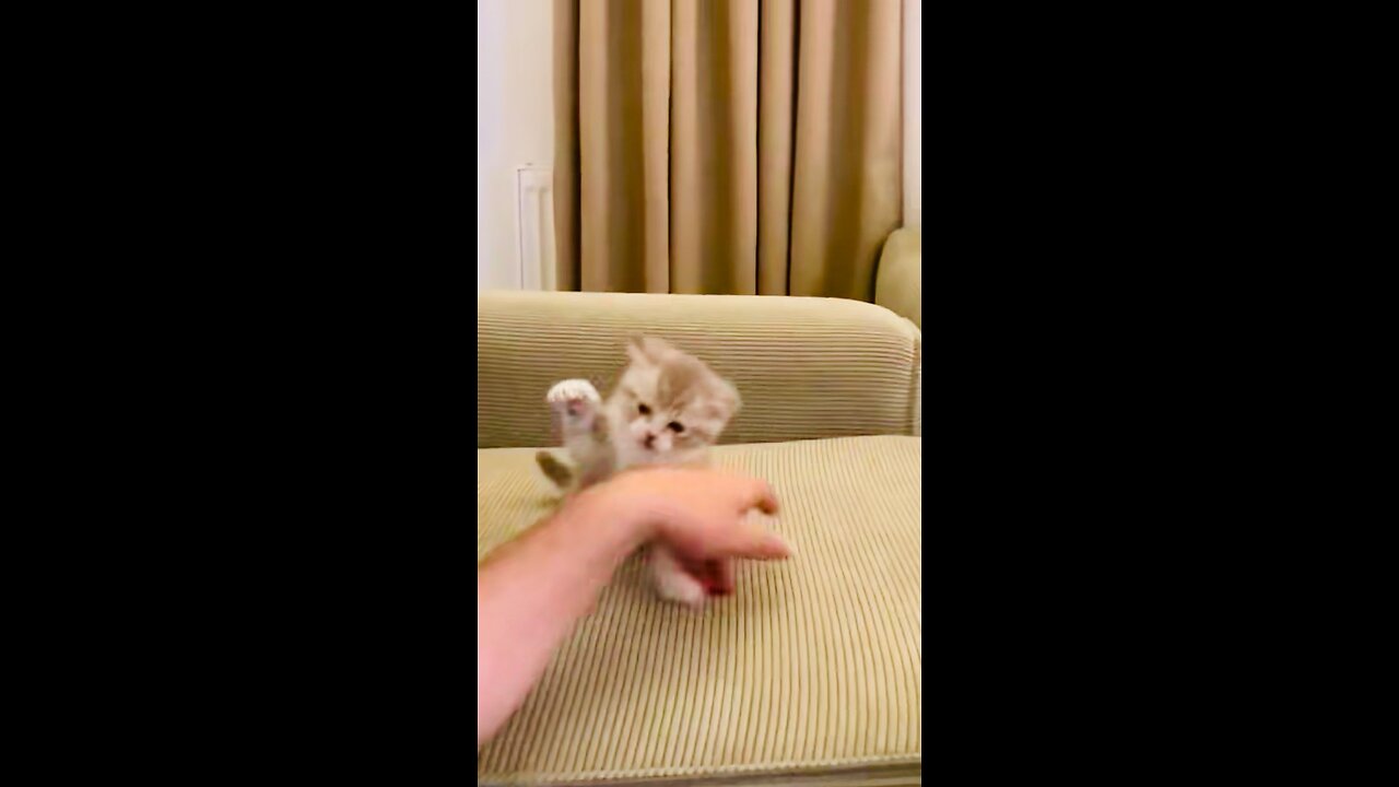 Best funny cat martial arts video 🤭