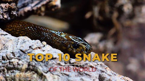 The world's 10 most Dangeros Snake /Top 10